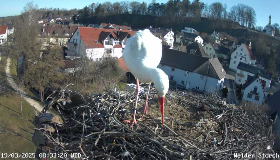 Die Störche sind zurück!